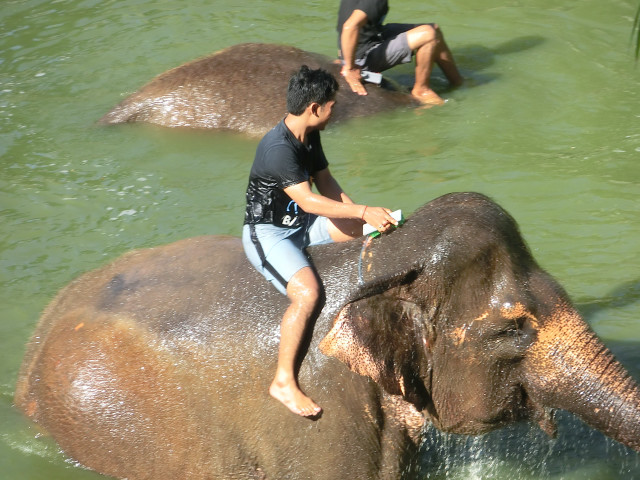 象の水浴び2