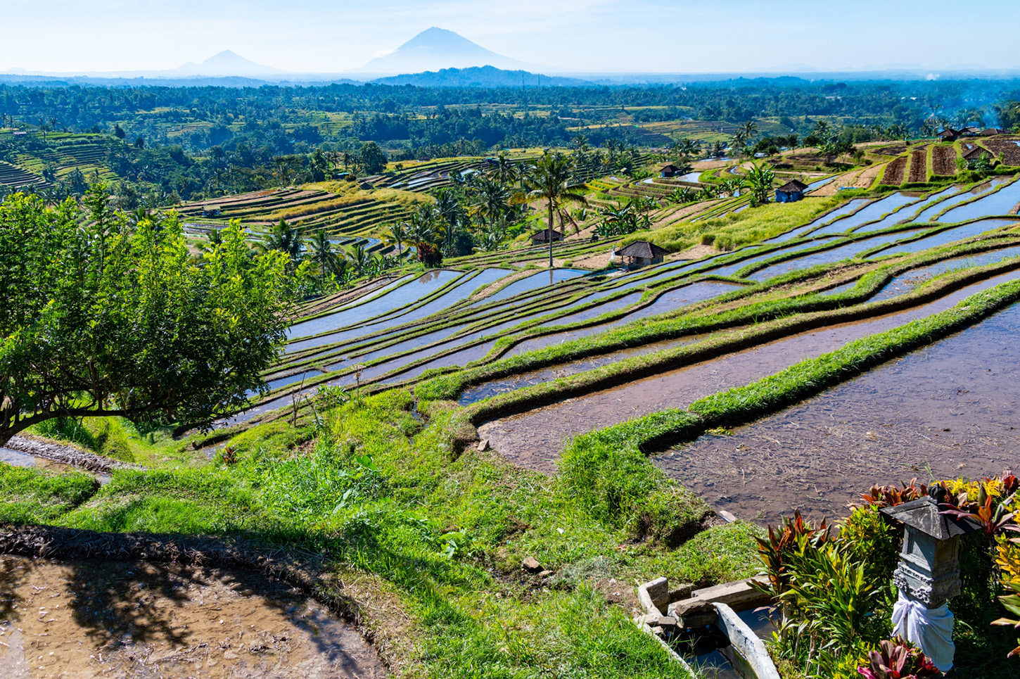 ジャティルウィ棚田の雄大な全景