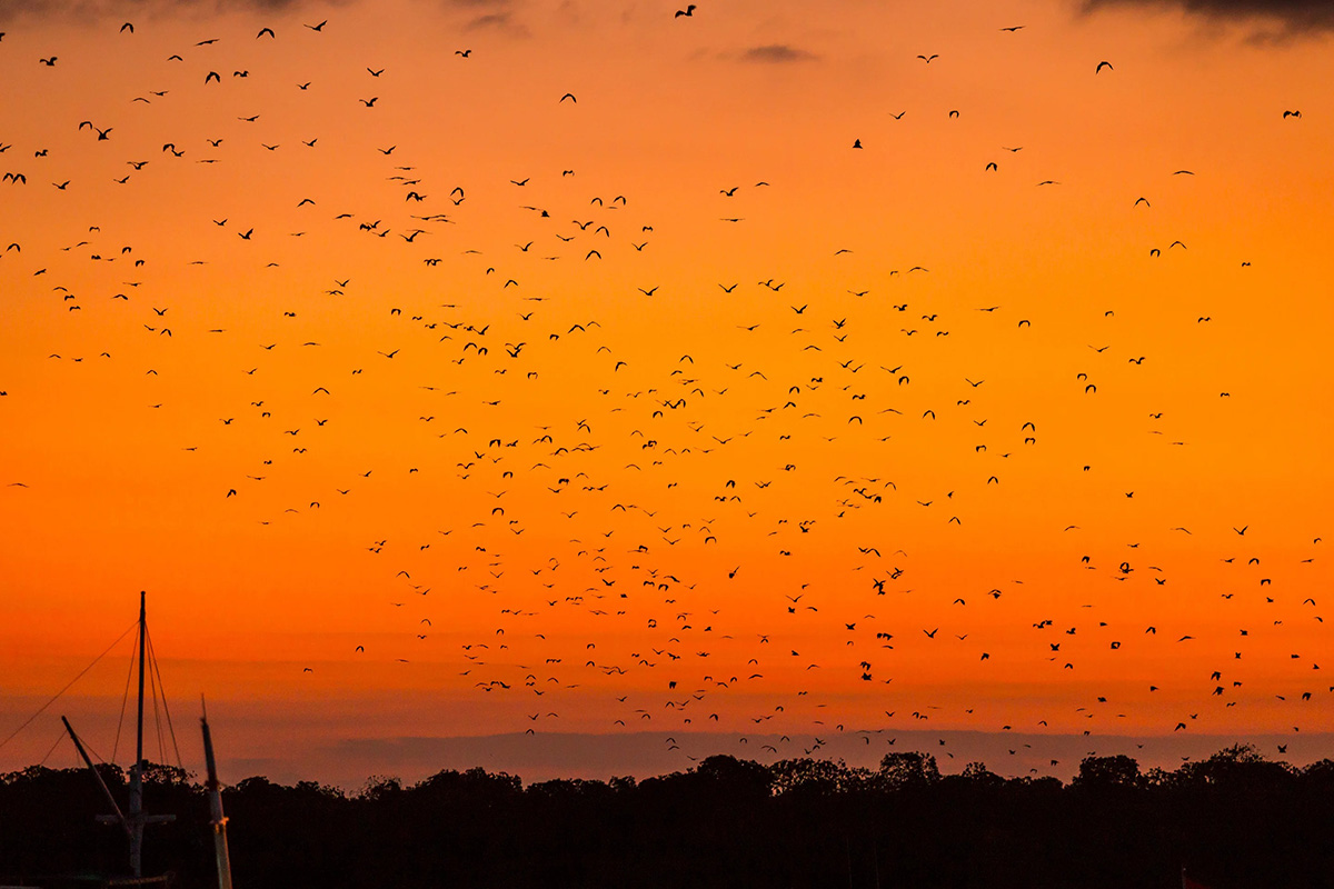 カロン島付近の夕空を飛ぶコウモリ