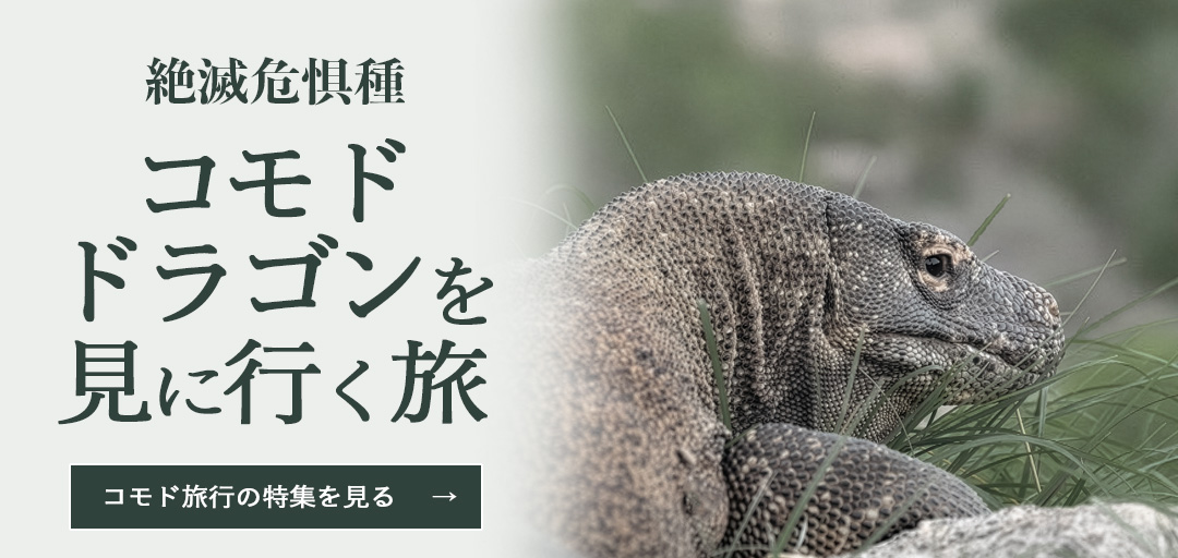 バリ島と組み合わせる、コモドドラゴンを見に行く旅の特集
