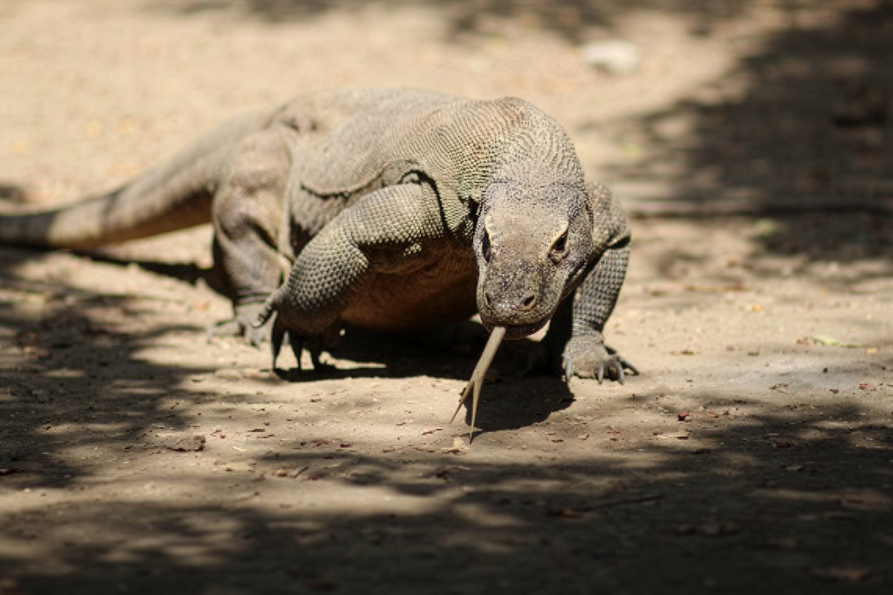 木陰の地面を歩くコモドドラゴン